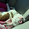 dog, sleeping, car_seat, blanket, paw_print, white_fur, brown_fur, collar, pet, relaxed, tongue_out, domestic_animal, animal, leather_seat, sunlight, close_up, resting, cute, cozy, nap