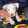 Winnie is registered to the contest to win money with this photo: puppy, dog, white_dog, striped_shirt, orange_shirt, blanket, cartoon_characters, car_interior, purple_lighting, pet, animal, cute, young_dog, lying_down, paw, nose, ears, indoor, cozy, relaxed