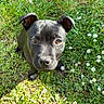 puppy, dog, black_dog, grass, flowers, daisies, outdoor, nature, sunlight, pet, cute, animal, young_dog, greenery, spring, garden, small_dog, looking_up, adorable, playful