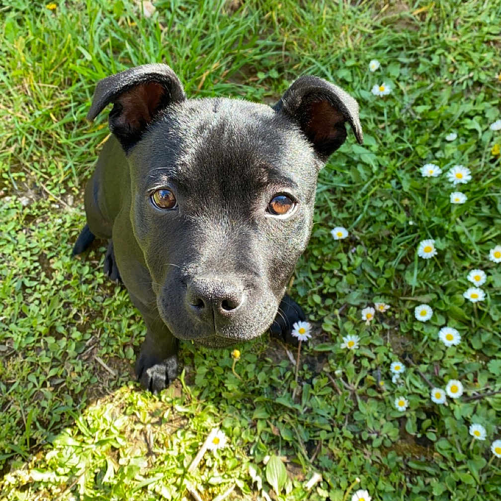 Kira