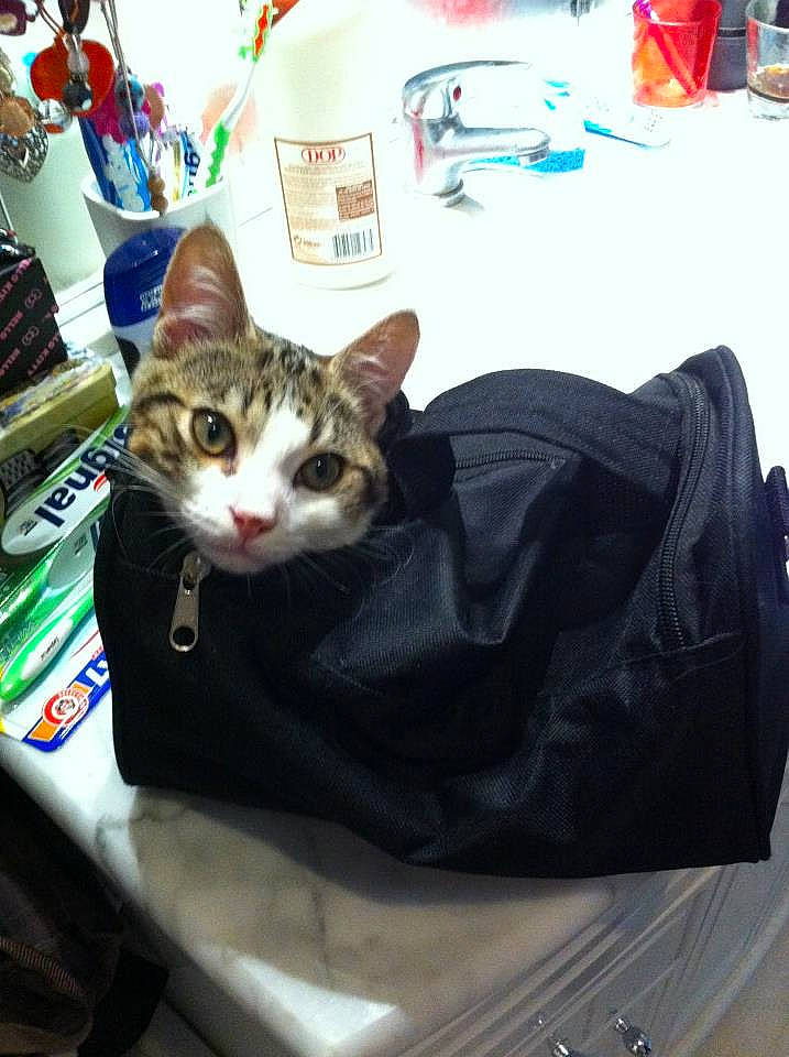 Globule participe au concours pour gagner de l'argent avec cette photo : aegean_cat, american_shorthair, asian, carnivore, cat, domestic_short_haired_cat, european_shorthair, felidae, kitten, luggage_and_bags, small_to_medium_sized_cats, whiskers