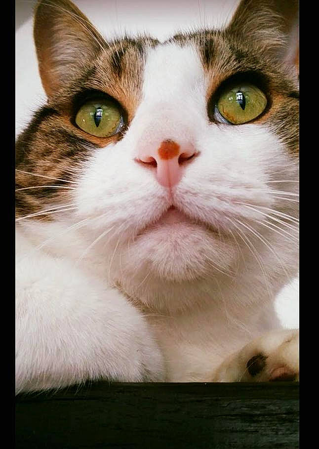 Globule a rejoint le concours — aidez-le/la à gagner de superbes lots ! aegean_cat, american_wirehair, asian, carnivore, cat, close_up, domestic_short_haired_cat, european_shorthair, eye, felidae, kitten, mammal, nose, photo_caption, photography, small_to_medium_sized_cats, snout, tabby_cat, turkish_van, whiskers