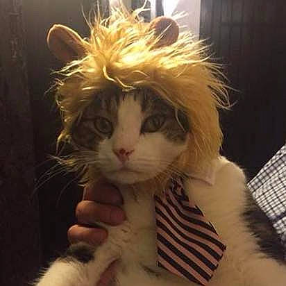 Globule a rejoint le concours — aidez-le/la à gagner de superbes lots ! american_curl, carnivore, cat, ear, fashion_accessory, felidae, fur, hair, head, headgear, kitten, norwegian_forest_cat, small_to_medium_sized_cats, whiskers