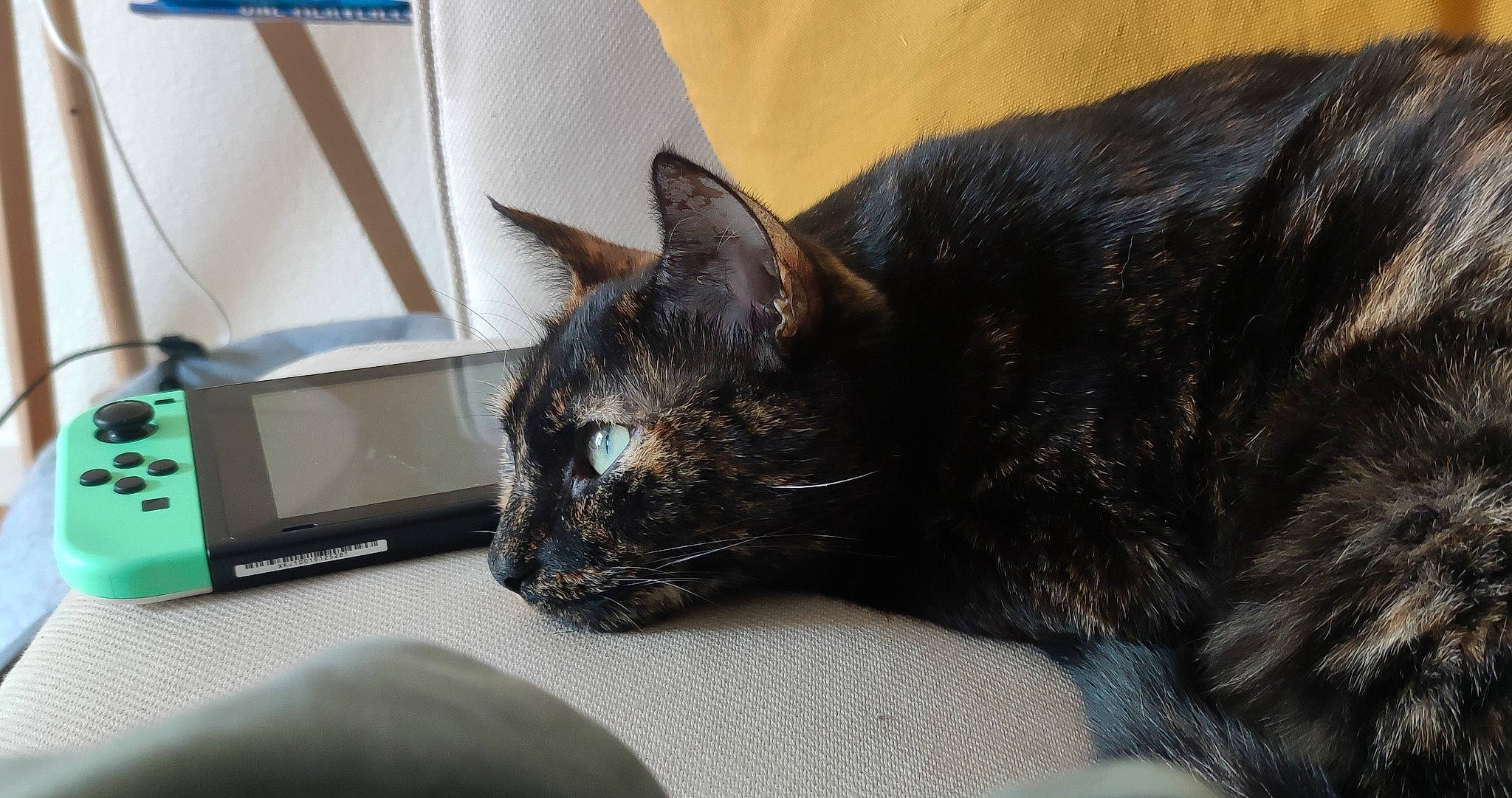 Maki participe au concours pour gagner de l'argent avec cette photo : black_cat, carnivore, cat, comfort, computer_keyboard, domestic_short_haired_cat, ear, felidae, fur, small_to_medium_sized_cats, snout, whiskers