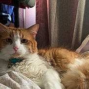 Mr. Noodles joined the competition — help win amazing prizes! bed, blanket, cat, close_up, collar, curtain, feline, fur, ginger_cat, green_eyes, indoor, long_hair, nose, orange_tabby, pet, pillow, portrait, relaxed, sleepy, whiskers