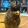 Boa joined the competition — help win amazing prizes! cat, tortoiseshell, indoor, wooden_floor, furniture, yellow_eyes, pet, animal, sitting, looking_at_camera, domestic_cat, flooring, home, chair, cabinet, wood, quiet, calm, feline, ears