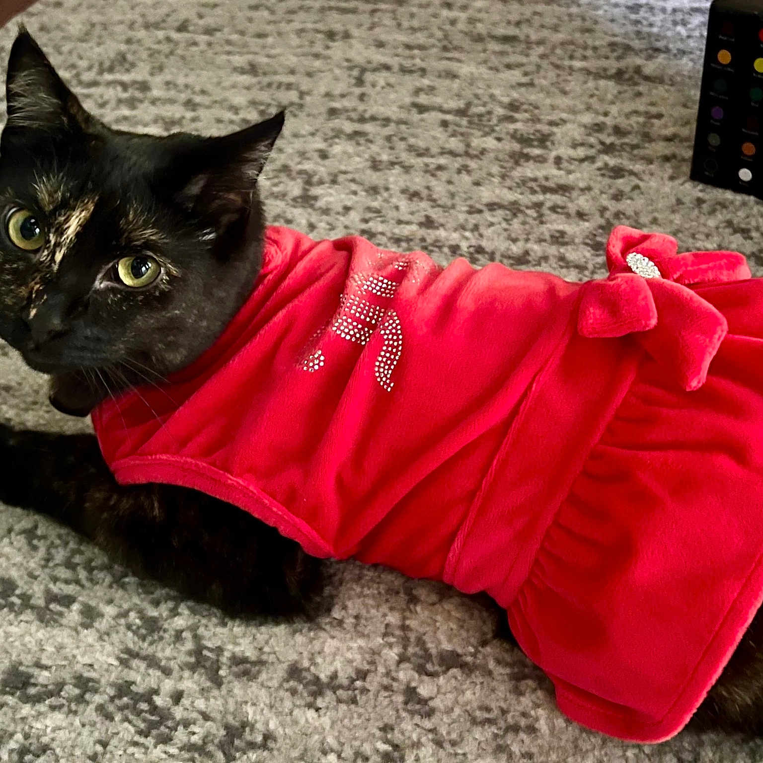 Boa is registered to the contest to win money with this photo: animal, black_cat, bow, carpet, cat, clothing, costume, cute, decorative, domestic_cat, eyes, feline, indoor, laying_down, looking_at_camera, pet, portrait, red_dress, texture, whiskers