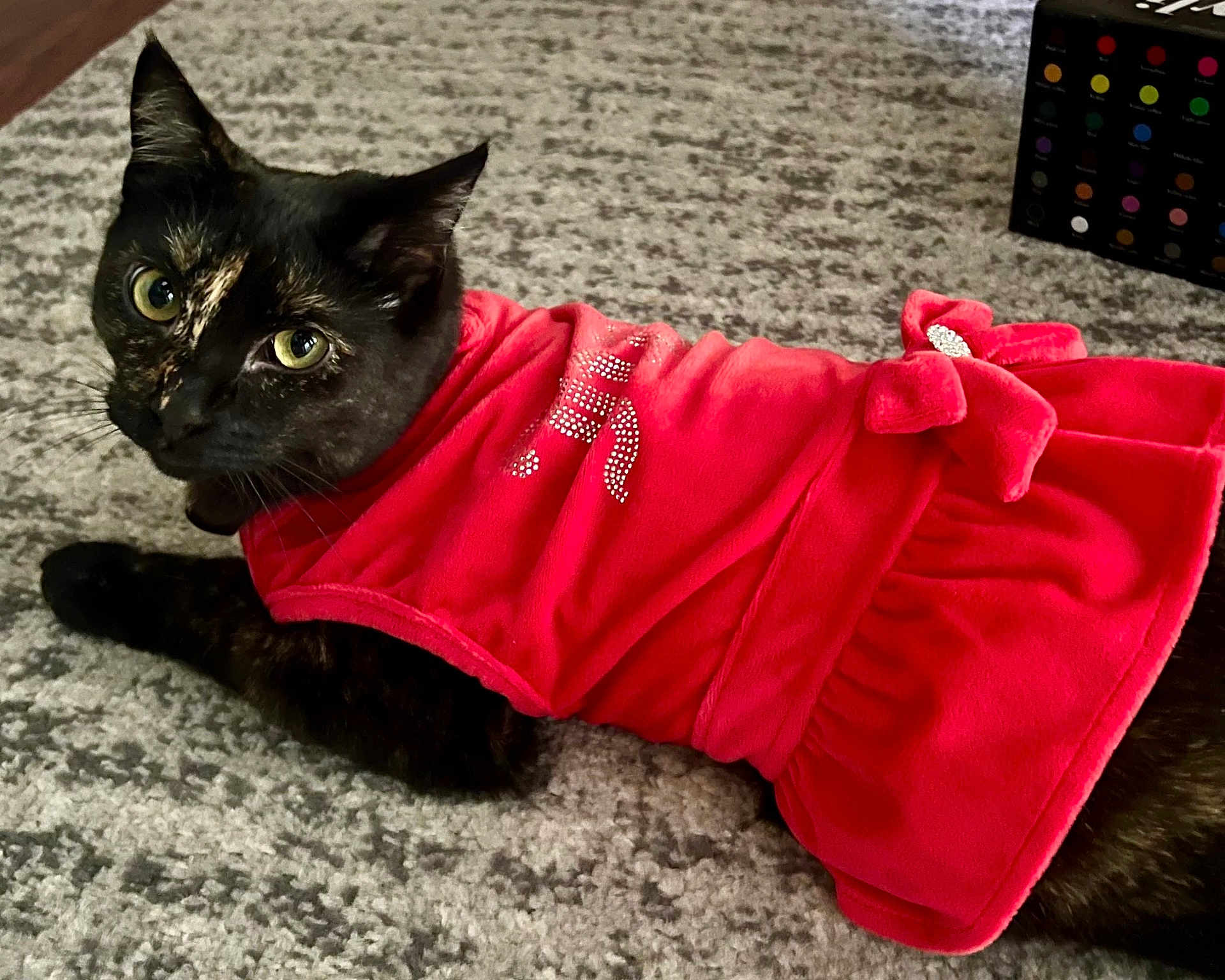 Boa is registered to the contest to win money with this photo: cat, black_cat, pet, animal, red_dress, bow, carpet, indoor, feline, cute, looking_at_camera, costume, clothing, texture, decorative, portrait, whiskers, eyes, laying_down, domestic_cat