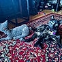 Boa is registered to the contest to win money with this photo: cat, tortoiseshell, fabric_pillow, indoor, rug, patterned_rug, wooden_floor, toy, collar, curious, alert, pet, feline, floor, home, decor, animal, relaxed, lying_down, colorful