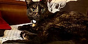 Boa is registered to the contest to win money with this photo: cat, tortoiseshell_cat, indoor, couch, pillow, skull_pillow, red_curtain, brown_furniture, alert, relaxed, pet, fur, whiskers, collar, eyes, ears, texture, decor, home, cozy