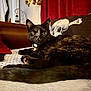 cat, tortoiseshell_cat, indoor, couch, pillow, skull_pillow, red_curtain, brown_furniture, alert, relaxed, pet, fur, whiskers, collar, eyes, ears, texture, decor, home, cozy