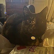 Boa is registered to the contest to win money with this photo: cat, tortoiseshell, indoor, curious, pet, animal, feline, eyes, collar, dim_light, package, crinkled, brown, black, whiskers, fur, closeup, domestic, household, quiet