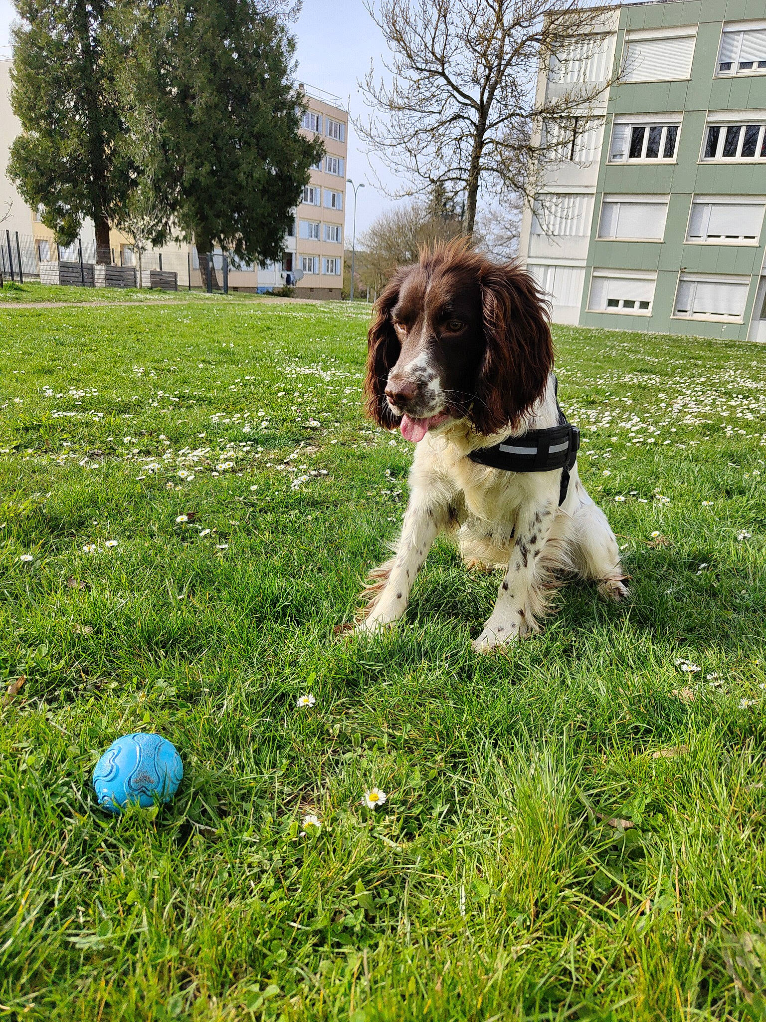 Salto a rejoint le concours — aidez-le/la à gagner de superbes lots ! ball, building, carnivore, cavalier_king_charles_spaniel, companion_dog, dog, dog_breed, grass, gun_dog, liver, people_in_nature, plant, sky, snout, spaniel, sporting_group, sports_equipment, tail, tree, window