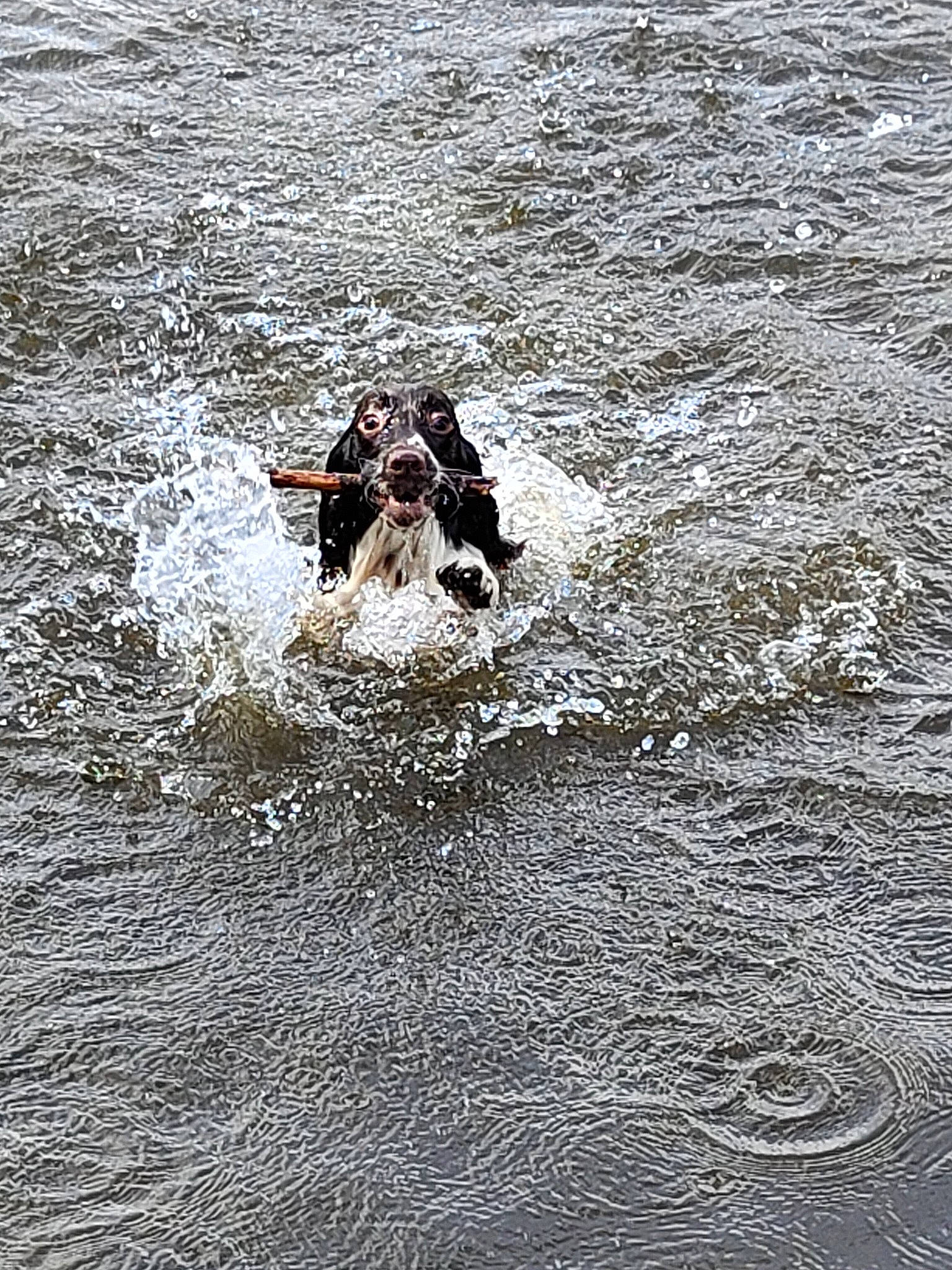 Salto a rejoint le concours — aidez-le/la à gagner de superbes lots ! beach, boats_and_boating_equipment_and_supplies, canidae, carnivore, dog, dog_breed, fun, lake, landscape, ocean, personal_protective_equipment, recreation, seabird, soil, sporting_group, water, wave, wind_wave, wood, working_animal