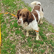 Salto participe au concours pour gagner de l'argent avec cette photo : accessories, animal, canine, cockerspaniel, dog, field, grass, grassland, lawn, leash, nature, outdoors, papillon, path, pet, plant, puppy, road, strap, tarmac