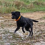 dog, black_dog, animal, outdoor, muddy, puddle, collar, nature, grass, dirt, playful, running, water, park, pet, canine, mud, active, field, wet