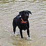 dog, black_dog, water, wet, collar, orange_collar, standing, animal, pet, outdoor, river, lake, nature, mammal, canine, splash, shallow_water, fur, alert, playful