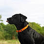 dog, black_dog, collar, orange_collar, tongue_out, grass, outdoor, nature, canine, pet, animal, mammal, playful, side_view, fur, field, greenery, daytime, portrait, cute