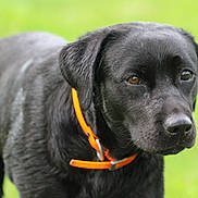 Sidy a rejoint le concours — aidez-le/la à gagner de superbes lots ! dog, labrador, black_dog, pet, animal, collar, outdoor, grass, closeup, canine, mammal, fur, portrait, nature, young_dog, friendly, domestic_animal, alert, walking, summer