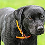 dog, labrador, black_dog, pet, animal, collar, outdoor, grass, closeup, canine, mammal, fur, portrait, nature, young_dog, friendly, domestic_animal, alert, walking, summer