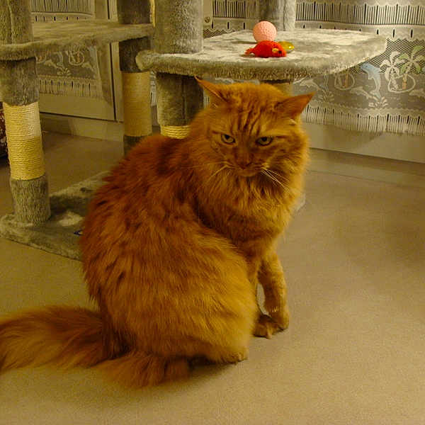 Rouky a rejoint le concours — aidez-le/la à gagner de superbes lots ! british_semi_longhair, carnivoran, cat, cat_like_mammal, domestic_long_haired_cat, domestic_short_haired_cat, fauna, fur, maine_coon, mammal, norwegian_forest_cat, persian, small_to_medium_sized_cats, snout, somali, vertebrate, whiskers