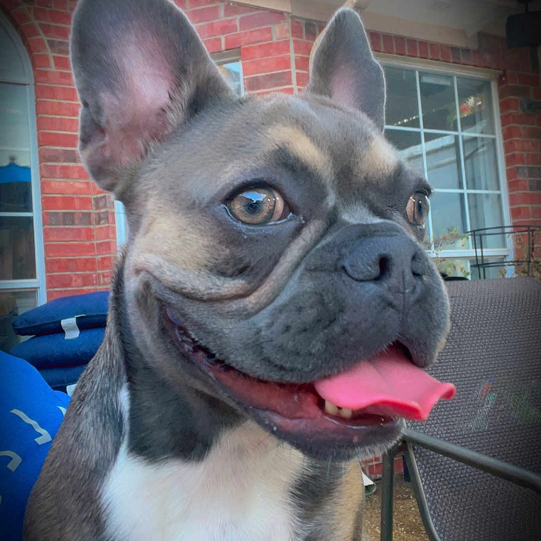 Paris is registered to the contest to win money with this photo: animal, baby, bodypart, bostonbull, boxer, brick, bulldog, canine, chair, cream, dessert, dog, frenchbulldog, furniture, mouth, person, pet, pitbull, puppy, tongue