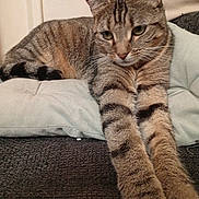 Vapote participe au concours pour gagner de l'argent avec cette photo : animal, cat, closeup, couch, cute, domestic, ears, feline, fur, home, indoor, mammal, pet, pillow, relaxed, resting, stretching, striped, tabby, whiskers