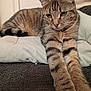 animal, cat, closeup, couch, cute, domestic, ears, feline, fur, home, indoor, mammal, pet, pillow, relaxed, resting, stretching, striped, tabby, whiskers