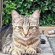 Nala participe au concours pour gagner de l'argent avec cette photo : animal, calm, cat, closeup, cute, ears, eyes, feline, greenery, leaves, mammal, nature, outdoor, paws, pet, portrait, resting, stone, tabby, whiskers