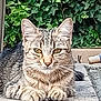 animal, calm, cat, closeup, cute, ears, eyes, feline, greenery, leaves, mammal, nature, outdoor, paws, pet, portrait, resting, stone, tabby, whiskers