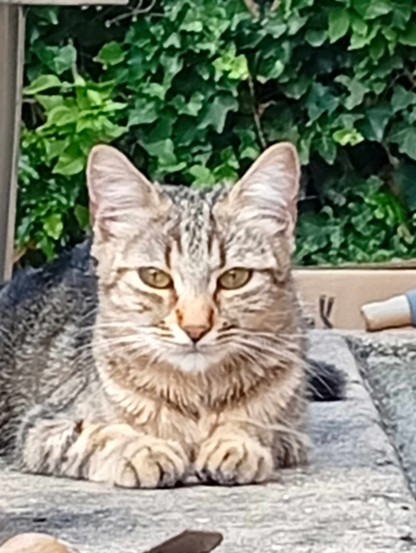 Nala