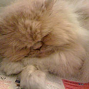 Lisa Marie is registered to the contest to win money with this photo: beige, cat, close_up, cozy, feline, fluffy, fur, indoor, long_hair, magazine_text, newspaper, nose, paper, paws, pet, portrait, relaxed, sleeping, sleeping_cat, whiskers