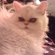 Bowie joined the competition — help win amazing prizes! animal, blanket, cat, companion, cozy, cute, domestic, ears, face, fluffy, fur, furry, indoor, mammal, pattern, pet, relaxed, soft, whiskers, white