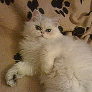 Bowie joined the competition — help win amazing prizes! cat, white_cat, fluffy, pet, animal, feline, blanket, paw_prints, cozy, indoor, cute, relaxed, lying_down, fur, mammal, whiskers, small_animal, domestic_animal, resting, comfort