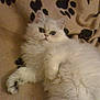 cat, white_cat, fluffy, pet, animal, feline, blanket, paw_prints, cozy, indoor, cute, relaxed, lying_down, fur, mammal, whiskers, small_animal, domestic_animal, resting, comfort