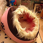 Gucci is registered to the contest to win money with this photo: cat, pet_bed, furry, white_cat, cozy, indoor, paw_print, carpet, pet_accessory, faux_fur, pink, brown, animal, small_pet, home, floor, quiet, resting, cute, comfortable