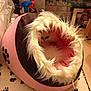 cat, pet_bed, furry, white_cat, cozy, indoor, paw_print, carpet, pet_accessory, faux_fur, pink, brown, animal, small_pet, home, floor, quiet, resting, cute, comfortable