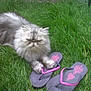 Chandler is registered to the contest to win money with this photo: animal, cat, close_up, cute, feline, flip_flops, fluffy_cat, footwear, grass, lazy, nature, outdoor, paws, pet, pink_pattern, playful, purple_flip_flops, relaxed, resting, summer