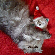 Chandler joined the competition — help win amazing prizes! animal, cat, companion, cozy, cute, fluffy, furry, grey, holiday, indoor, pet, red_blanket, relaxed, resting, santa_hat, sleepy, soft, teddy_bear, toy, upside_down