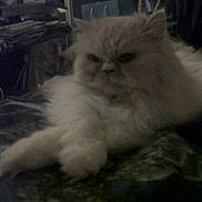 Lisa Marie joined the competition — help win amazing prizes! bed, blanket, cat, closeup, clutter, dim_lighting, feline, fluffy, fur, grumpy, indoor, long_hair, paw, paws, persian_cat, pet, portrait, shelf, sleepy, whiskers