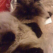 Ella joined the competition — help win amazing prizes! animal, cat, cozy, crumpled_surface, dark_face, dark_paws, ears, feline, fluffy, fur, indoor, lying_down, mammal, pet, red_cloth, relaxed, resting, soft, tail, whiskers