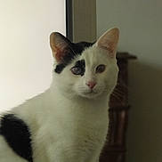 Ciego a rejoint le concours — aidez-le/la à gagner de superbes lots ! abyssinian, angora, animal, cat, kitten, manx, pet, siamese