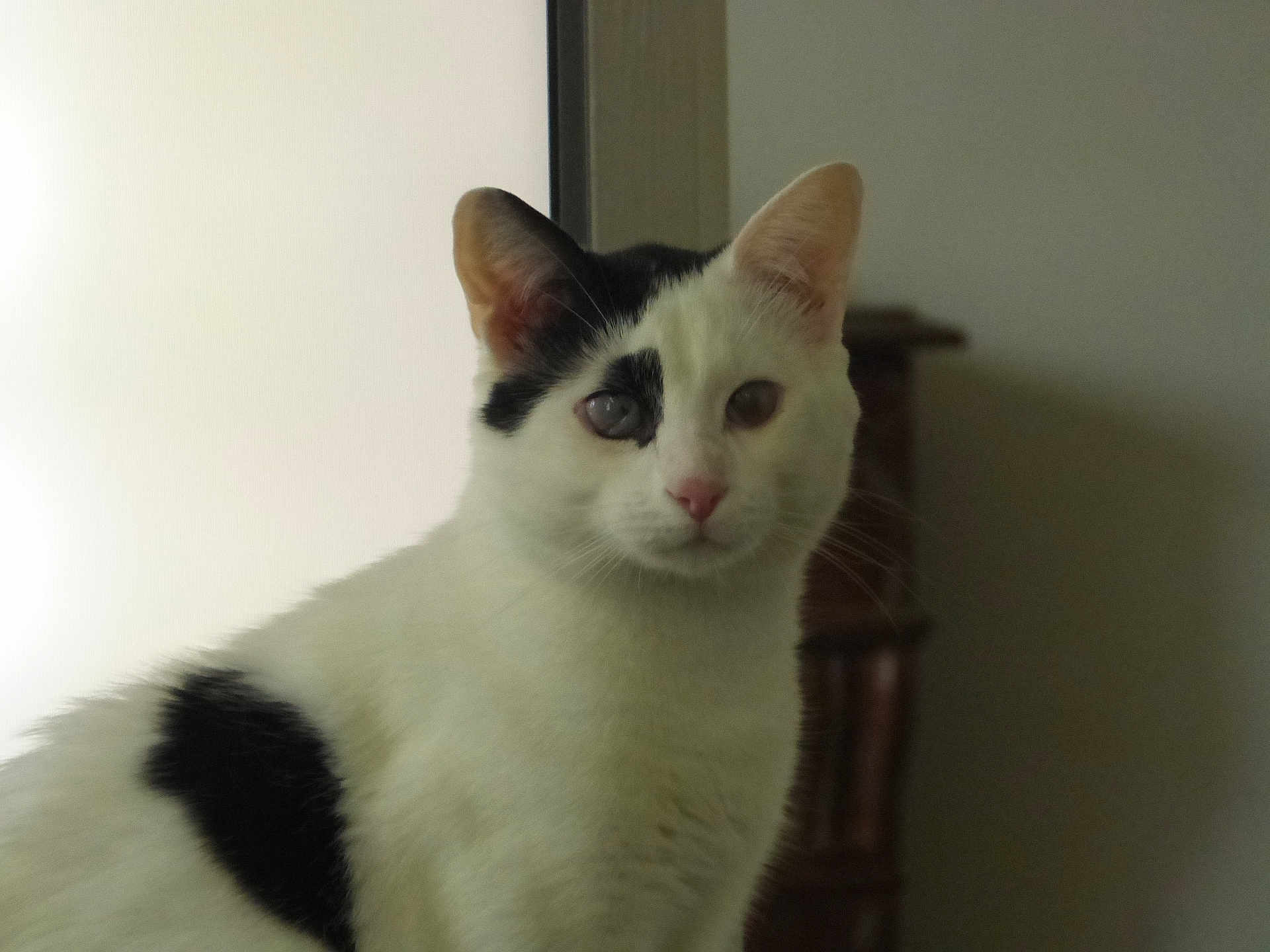 Ciego a rejoint le concours — aidez-le/la à gagner de superbes lots ! abyssinian, angora, animal, cat, kitten, manx, pet, siamese