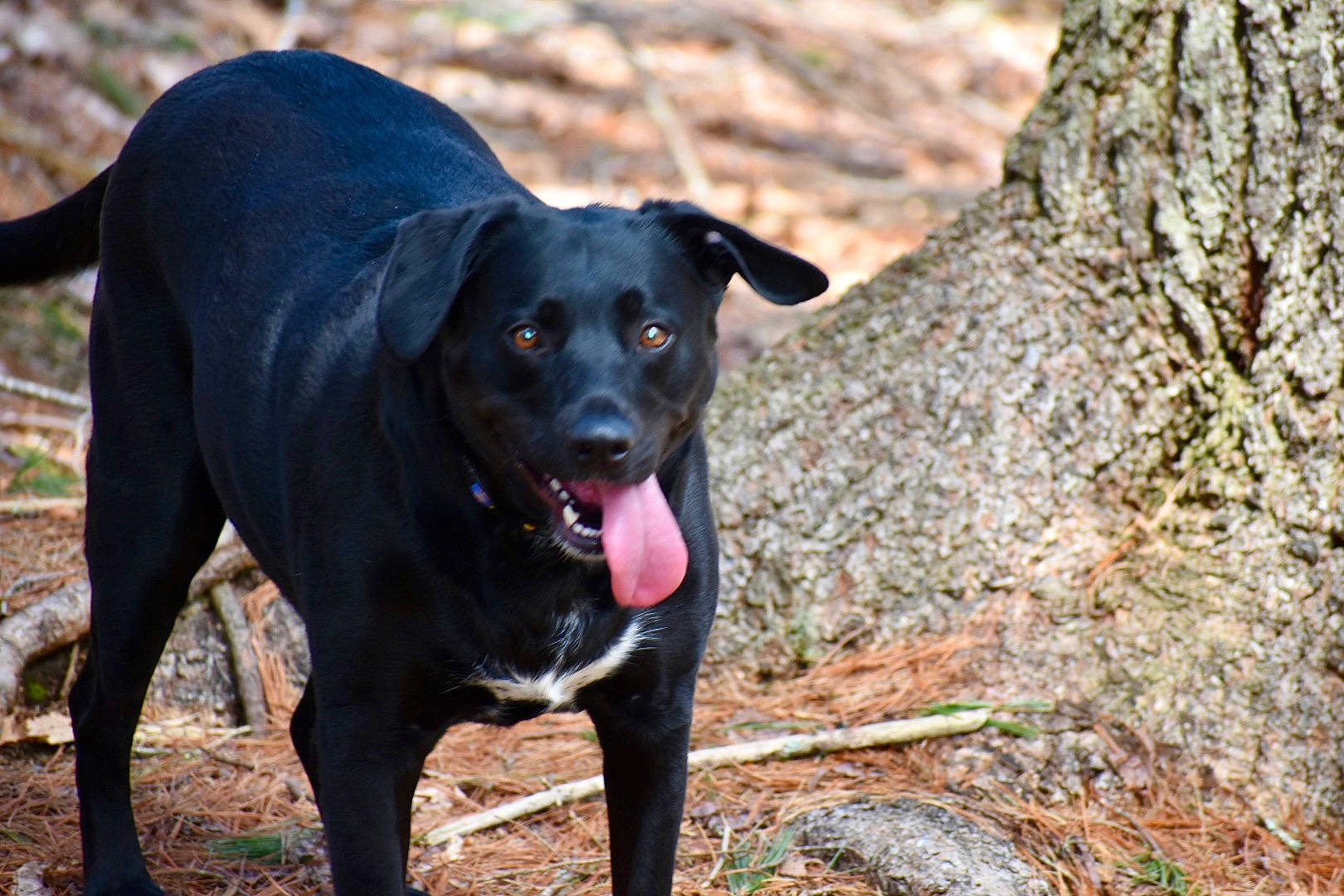 Kali is registered to the contest to win money with this photo: borador, canidae, carnivore, collar, companion_dog, dog, dog_breed, dog_collar, fawn, guard_dog, plant, retriever, snout, sporting_group, tail, terrestrial_animal, trunk, wood, working_animal, working_dog