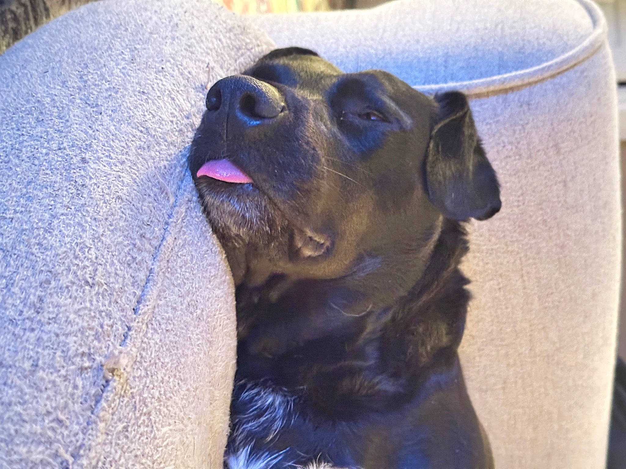 Kali is registered to the contest to win money with this photo: blue, canidae, carnivore, collar, companion_dog, dog, dog_breed, dog_collar, ear, electric_blue, eye, fawn, head, pet_supply, snout, sporting_group, terrestrial_animal, whiskers, working_animal, wrinkle