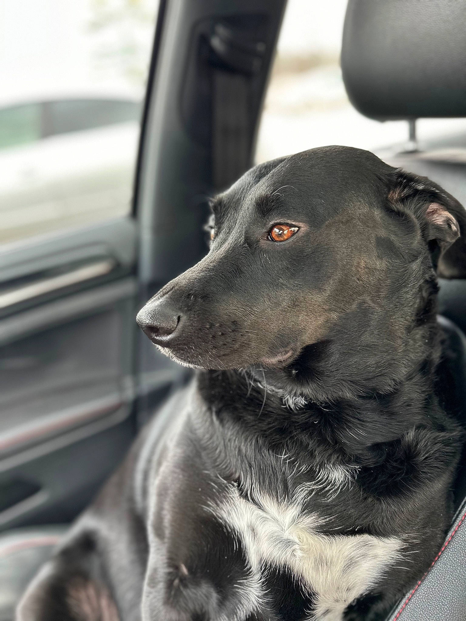 Kali joined the competition — help win amazing prizes! auto_part, automotive_tire, borador, canidae, carnivore, collar, companion_dog, dog, dog_breed, dog_collar, fur, grey, monochrome_photography, motor_vehicle, snout, sporting_group, vehicle_door, whiskers, windshield, working_animal