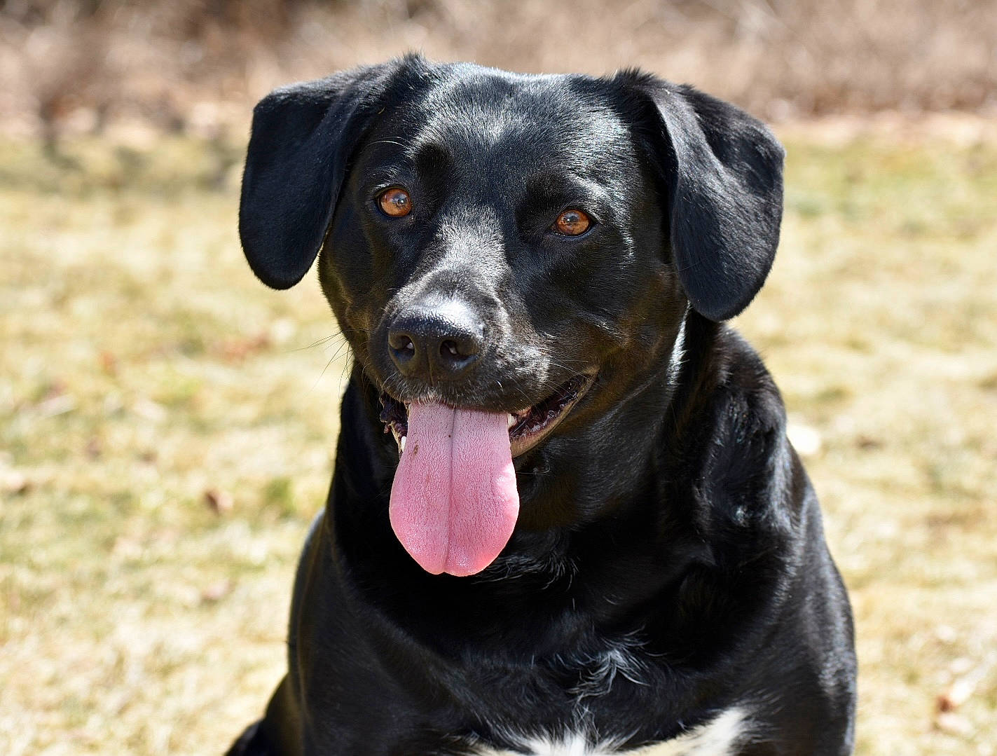 Kali is registered to the contest to win money with this photo: borador, canidae, carnivore, collar, companion_dog, dog, dog_breed, dog_collar, fawn, grass, guard_dog, hunting_dog, plant, snout, sporting_group, whiskers, working_animal, working_dog