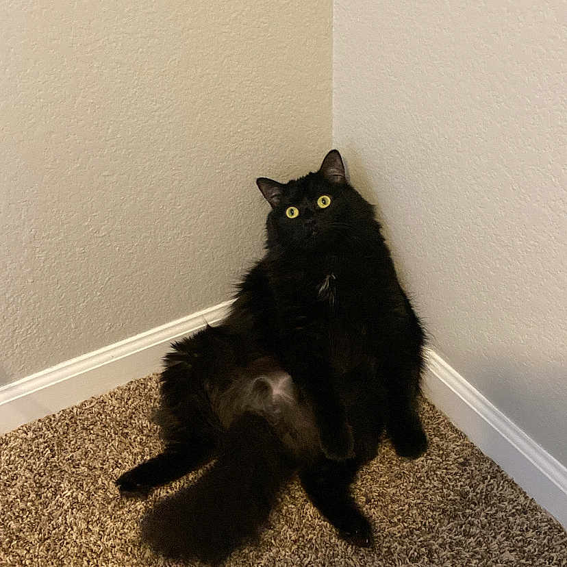 Luma is registered to the contest to win money with this photo: abyssinian, animal, ankle, blackcat, bodypart, cat, finger, hand, hardwood, homedecor, kitten, manx, mat, person, pet, plywood, rug, toe, wood