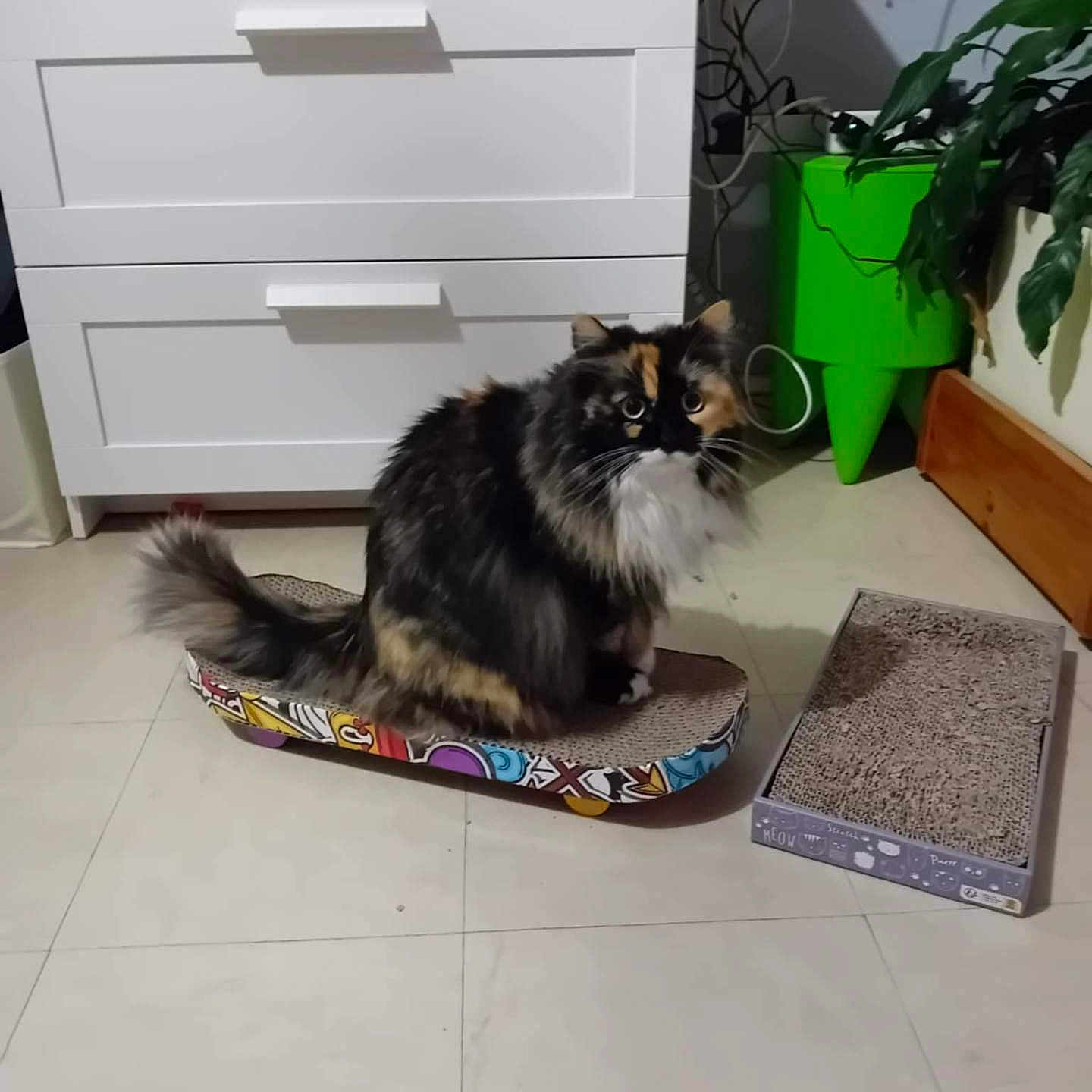 Maya participe au concours pour gagner de l'argent avec cette photo : animal, canine, cat, chestofdrawers, dog, dogbed, filingcabinet, furniture, kitten, pet