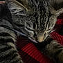 Montavious joined the competition — help win amazing prizes! kitten, cat, sleeping, close_up, tabby, fur, whiskers, cozy, red, knitted_fabric, pet, animal, indoor, resting, cute, domestic_cat, feline, soft, young, peaceful